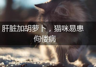 肝脏加胡萝卜，猫咪易患佝偻病