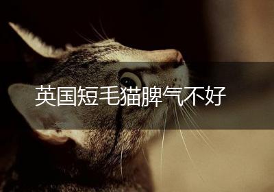 英国短毛猫脾气不好