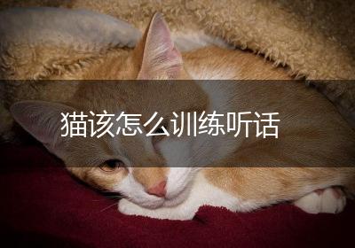 猫该怎么训练听话