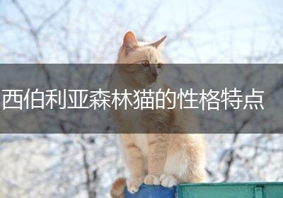 西伯利亚森林猫的性格特点