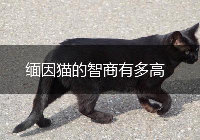 缅因猫的智商有多高