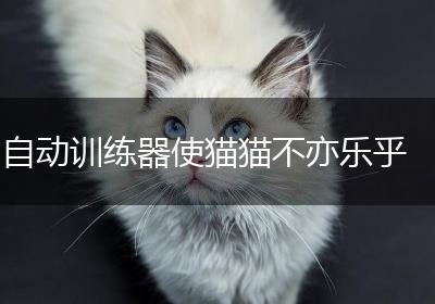 自动训练器使猫猫不亦乐乎