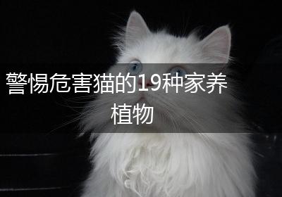 警惕危害猫的19种家养植物