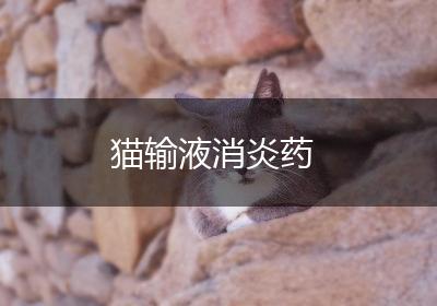 猫输液消炎药