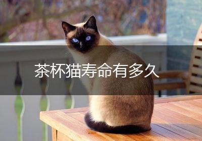 茶杯猫寿命有多久