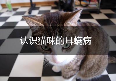 认识猫咪的耳螨病