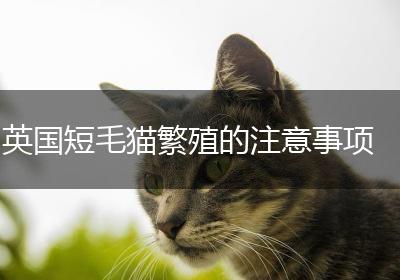 英国短毛猫繁殖的注意事项