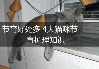 节育好处多 4大猫咪节育护理知识