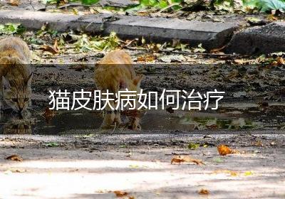 猫皮肤病如何治疗