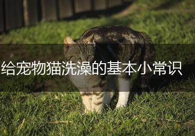给宠物猫洗澡的基本小常识