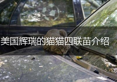 美国辉瑞的猫猫四联苗介绍