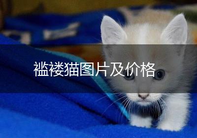 褴褛猫图片及价格