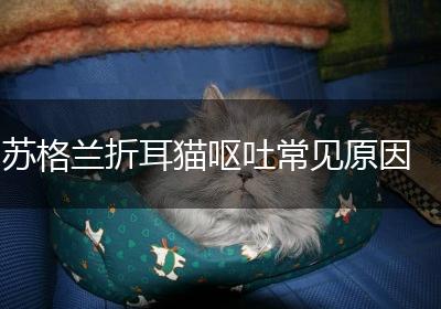 苏格兰折耳猫呕吐常见原因