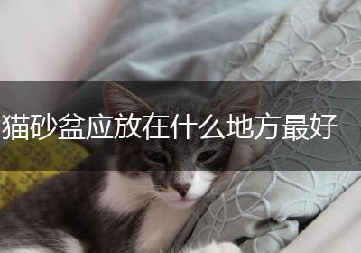 猫砂盆应放在什么地方最好