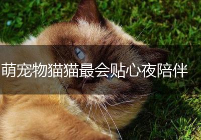 萌宠物猫猫最会贴心夜陪伴