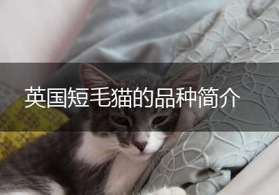 英国短毛猫的品种简介