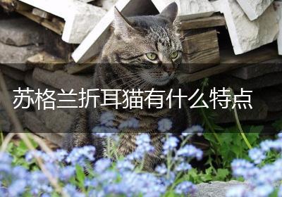 苏格兰折耳猫有什么特点