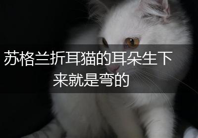 苏格兰折耳猫的耳朵生下来就是弯的