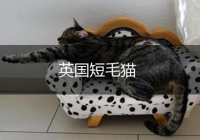 英国短毛猫
