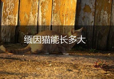 缅因猫能长多大