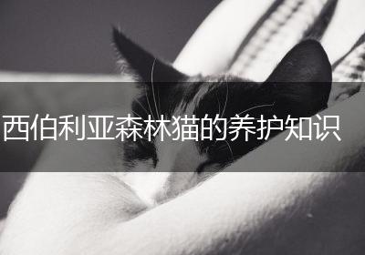 西伯利亚森林猫的养护知识