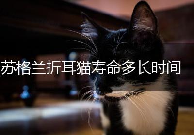 苏格兰折耳猫寿命多长时间