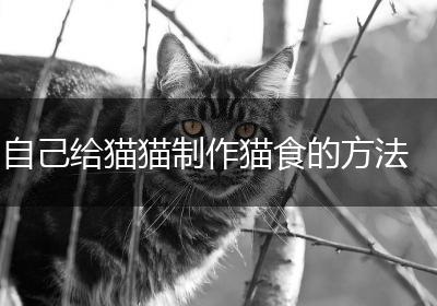 自己给猫猫制作猫食的方法