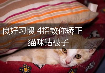 良好习惯 4招教你矫正猫咪钻被子
