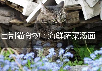 自制猫食物：海鲜蔬菜汤面