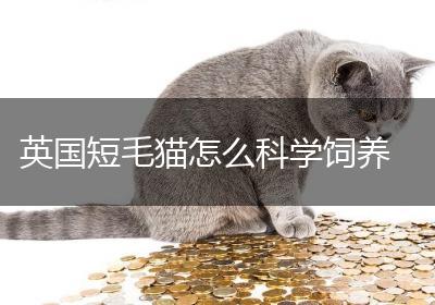 英国短毛猫怎么科学饲养