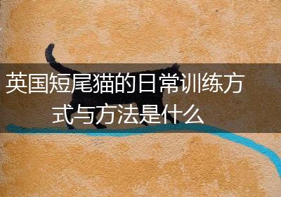 英国短尾猫的日常训练方式与方法是什么