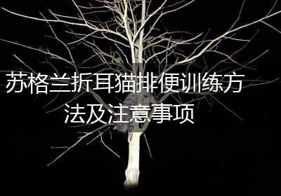 苏格兰折耳猫排便训练方法及注意事项