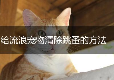 给流浪宠物清除跳蚤的方法