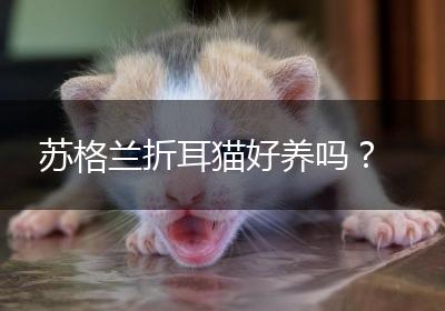 苏格兰折耳猫好养吗？