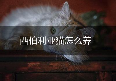 西伯利亚猫怎么养