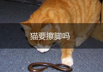 猫要擦脚吗