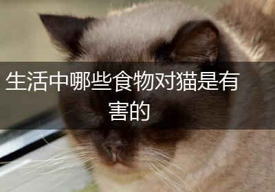 生活中哪些食物对猫是有害的