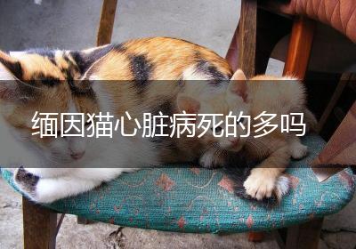 缅因猫心脏病死的多吗
