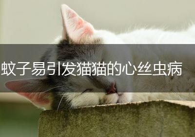 蚊子易引发猫猫的心丝虫病