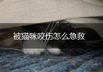 被猫咪咬伤怎么急救