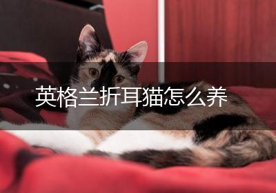 英格兰折耳猫怎么养