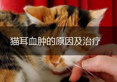 猫耳血肿的原因及治疗