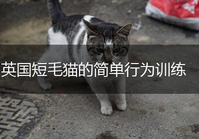 英国短毛猫的简单行为训练
