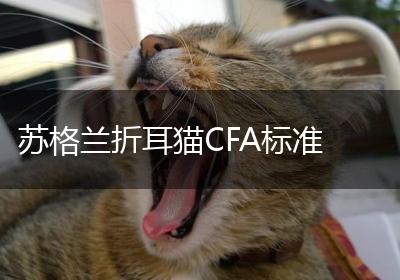 苏格兰折耳猫CFA标准