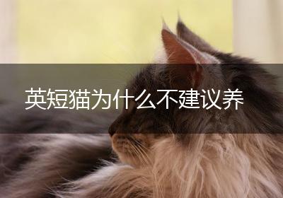 英短猫为什么不建议养