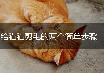 给猫猫剪毛的两个简单步骤