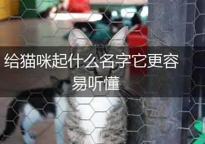 给猫咪起什么名字它更容易听懂