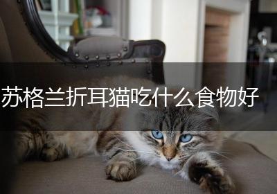 苏格兰折耳猫吃什么食物好