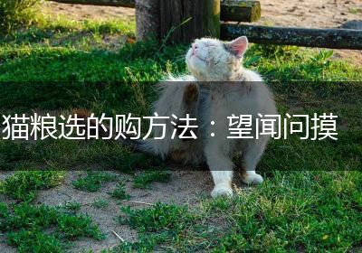 猫粮选的购方法：望闻问摸