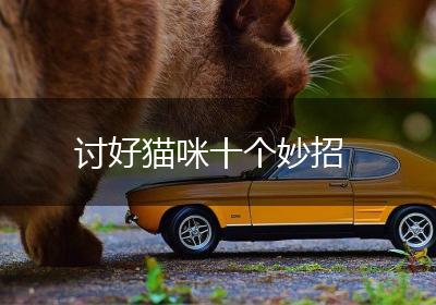 讨好猫咪十个妙招